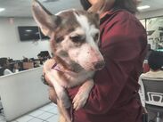 Rescatan a cuatro perros desnutridos en El Salto: Calca lucha por una segunda oportunidad.