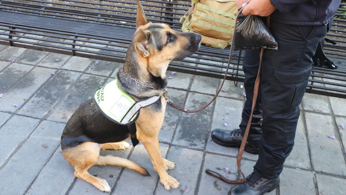 Algunos de los puntos donde se encontrarán es las llegadas internacionales del aeropuerto de Guadalajara y Puerto Vallarta | ASICA Jalisco vía X