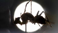 Los investigadores de UDG continúan conociendo más acerca de estos hongos. | Foto: Francisco Guasco / EFE