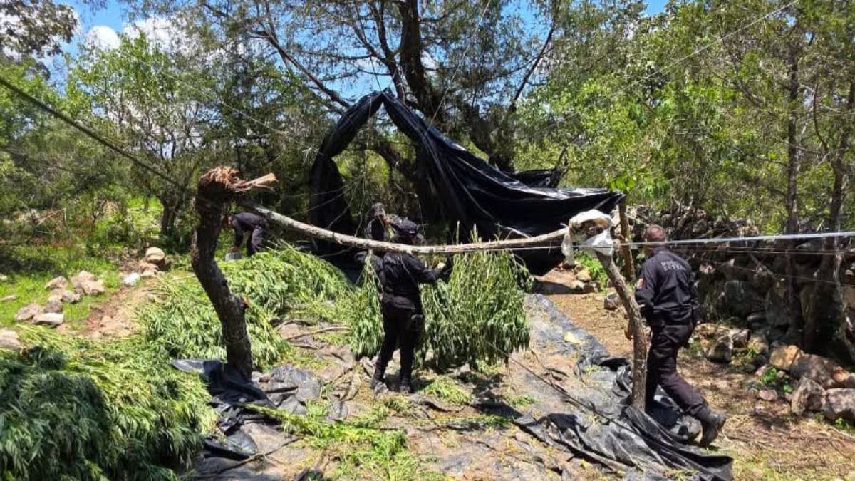 Policía de Jalisco destruye cerca de 33 mil plantas de marihuana en Tequila, Jalisco. | Secretaría de Seguridad Jalisco vía Facebook