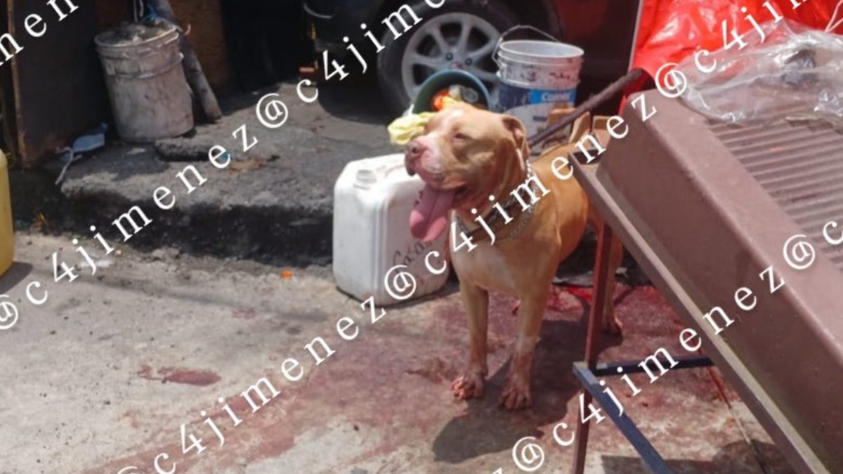 Familia de hombre atacado por pitbull en Indios Verdes exige justicia y apoyo para gastos funerarios. / Carlos Jiménez
