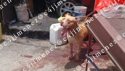 Familia de hombre atacado por pitbull en Indios Verdes exige justicia y apoyo para gastos funerarios. / Carlos Jiménez