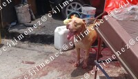 Familia de hombre atacado por pitbull en Indios Verdes exige justicia y apoyo para gastos funerarios. / Carlos Jiménez