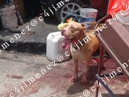 Familia de hombre atacado por pitbull en Indios Verdes exige justicia y apoyo para gastos funerarios. / Carlos Jiménez