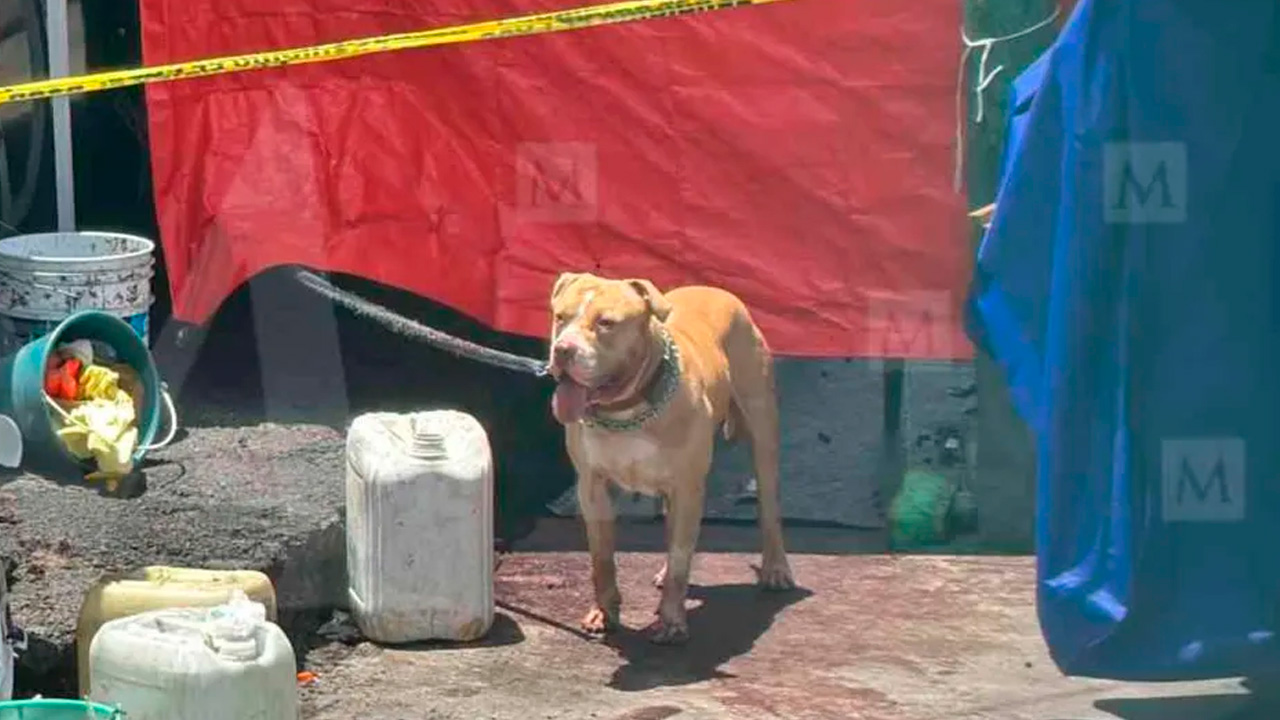 Hombre muere tras ser presuntamente atacado por un perro en Indios Verdes