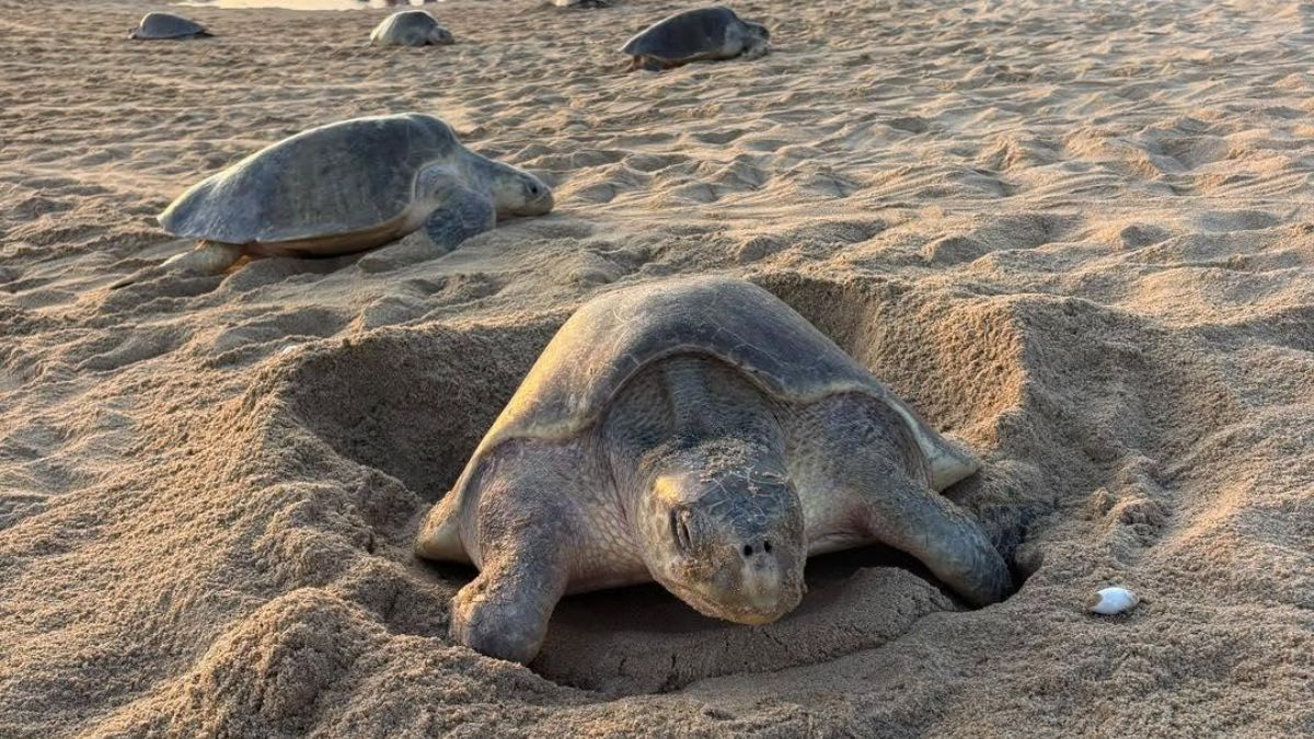 Michoacán rompe récords en la protección de la tortuga marina. | Comisión de Pesca del Estado de Michoacán vía Facebook