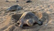 Michoacán rompe récords en la protección de la tortuga marina. | Comisión de Pesca del Estado de Michoacán vía Facebook
