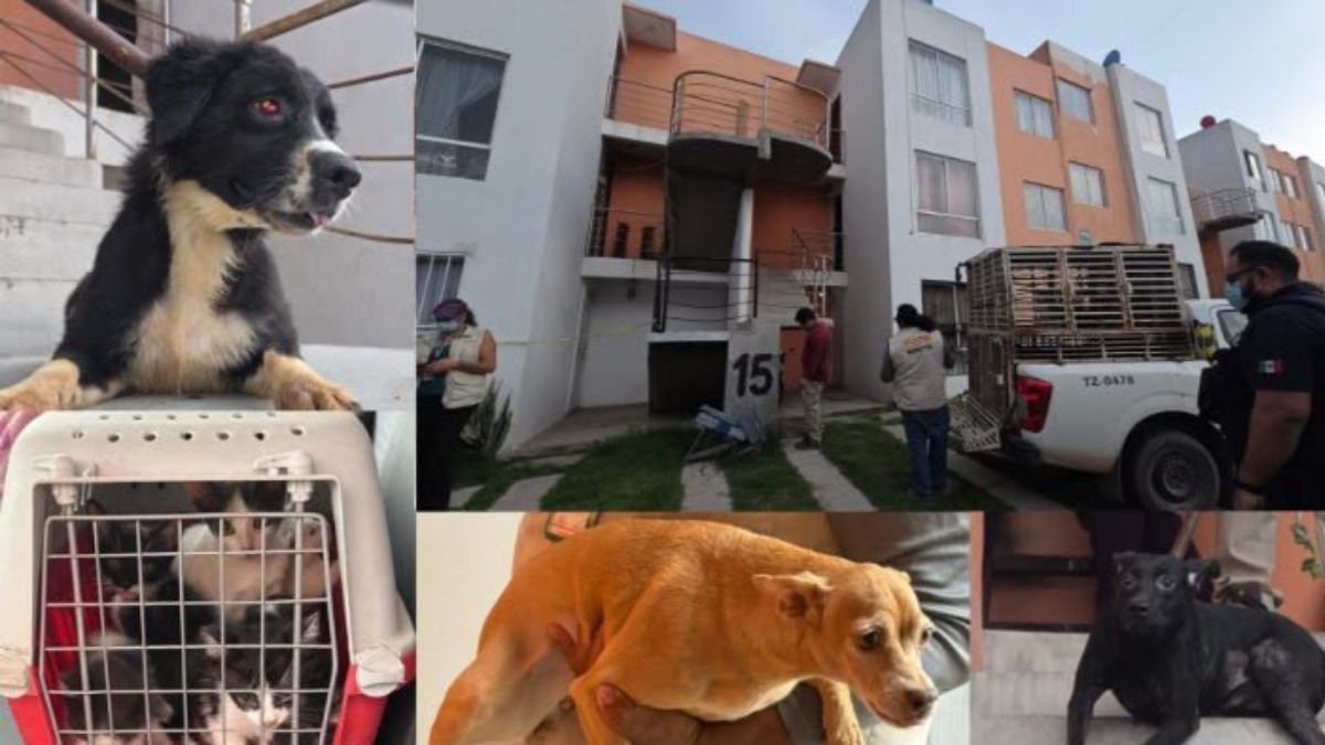 Personal de la Unasam y autoridades estatales resguardaron a 20 animales que vivían en condiciones de hacinamiento en Villas de San Gilberto