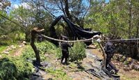 Policía de Jalisco destruye cerca de 33 mil plantas de marihuana en Tequila, Jalisco. | Secretaría de Seguridad Jalisco vía Facebook