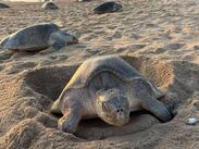 Michoacán rompe récords en la protección de la tortuga marina. | Comisión de Pesca del Estado de Michoacán vía Facebook