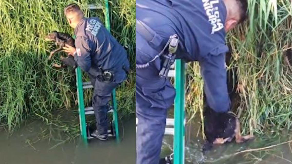 Policías rescatan a dos perros que no podían salir de un canal en Tlajomulco | Policía de Tlajomulco
