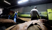 En México se tiene un aproximado de 750 tenerías, de las cuales alrededor de 720 están en León.
