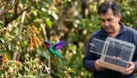 ¿Por qué no debemos atrapar al colibrí? | Generada con Gemini