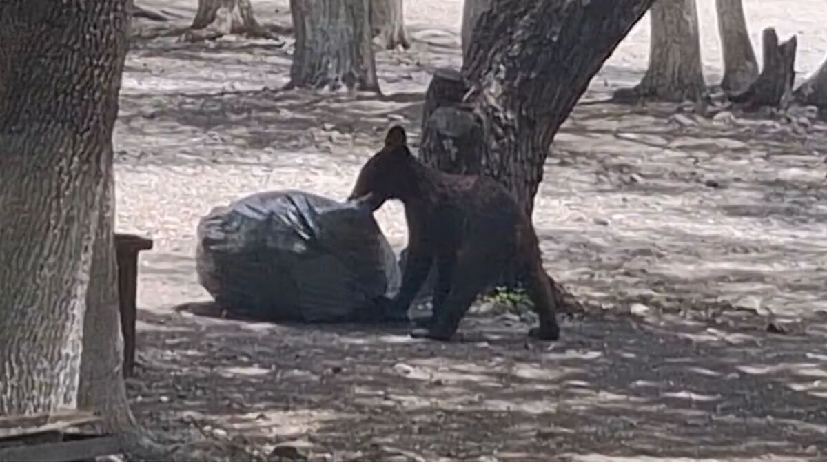 Avistamiento de oso en parque natural llama la atención de visitantes