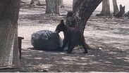 Avistamiento de oso en parque natural llama la atención de visitantes