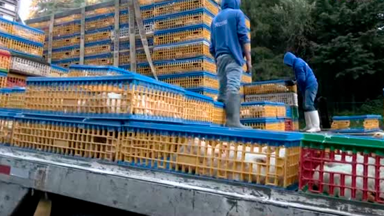 Cuajimalpa: Tráiler con rejillas de pollo vuelca sobre la carretera México-Toluca