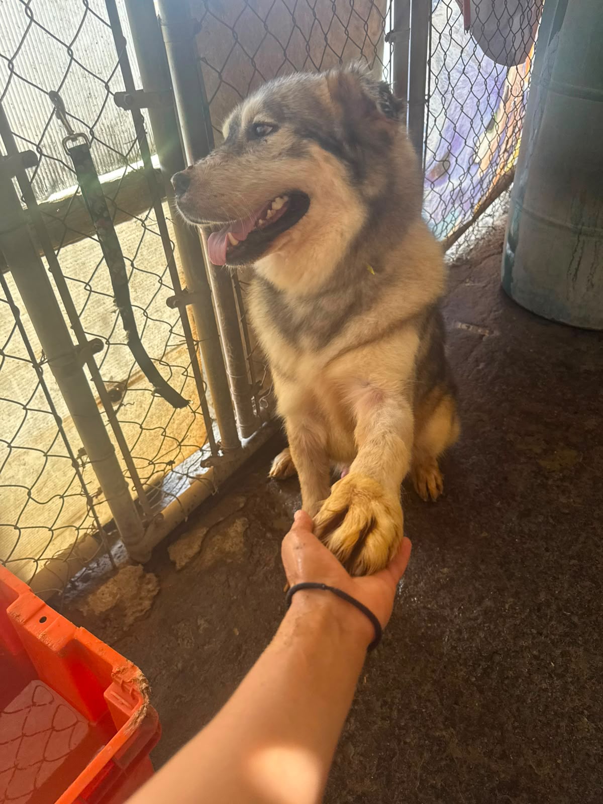 Kratos el perrito que sobrevivió a la crueldad humana
