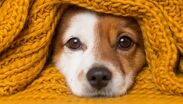Olvida el mito de multiplicar por siete. La UNAM y sus especialistas detallan cómo se calcula la edad biológica de los perros y los cuidados clave par