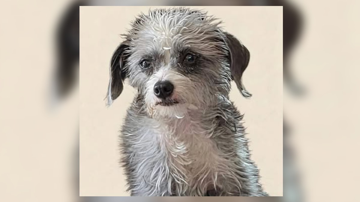 Personal de la aerolínea informó a la familia que la perrita había escapado de su jaula transportadora | Claudia Sepulveda