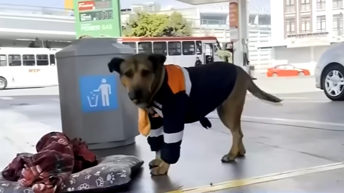 Solovino fue adoptado en febrero por trabajadores de una gasolinería | Telediario