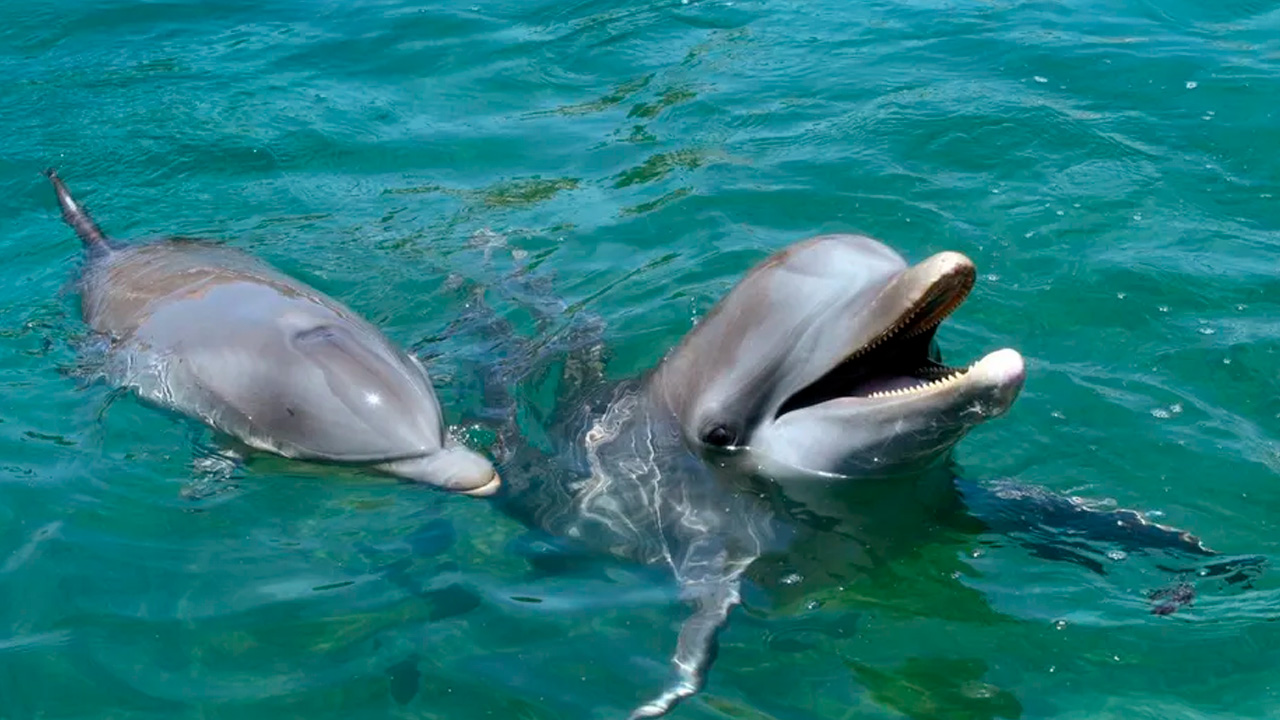 Cancún: Delfines de Dolphin Connection permanecen en estado crítico tras clausura