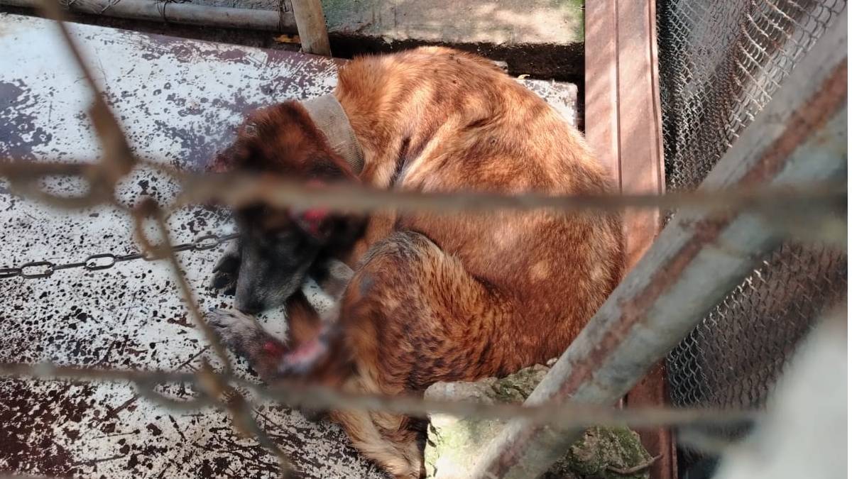 Perro permanece encadenado y con lesiones en Chulavista