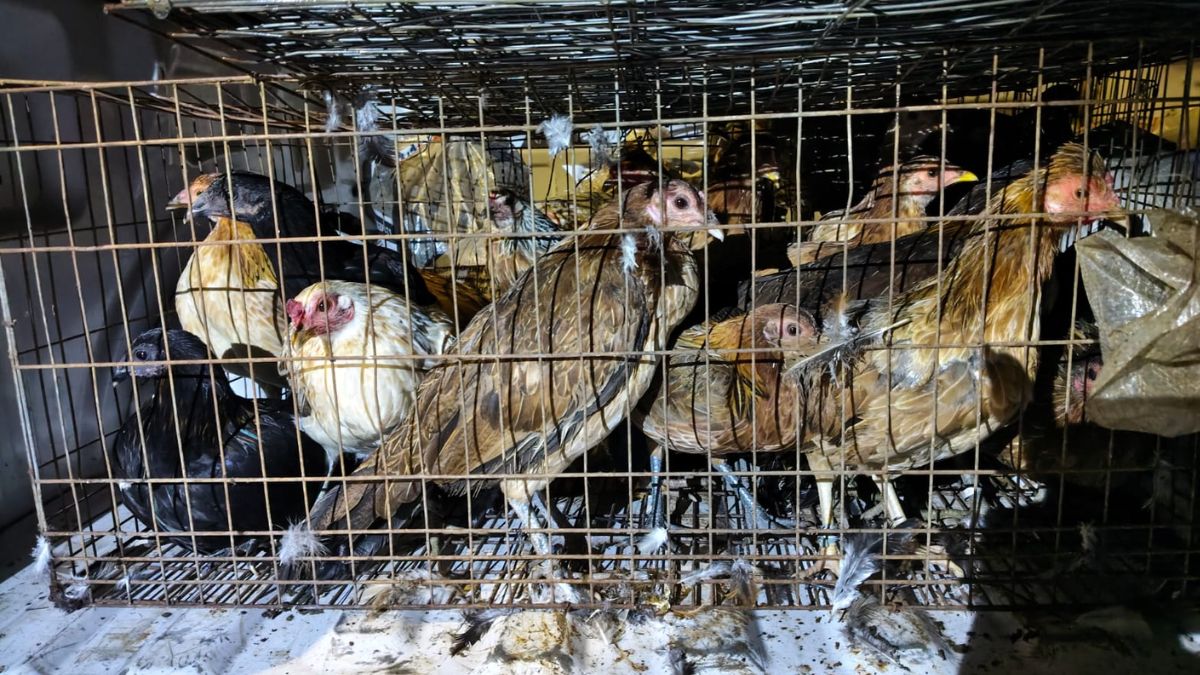 Fiscalía de Michoacán rescató a 60 animales y aseguró vehículos en Lagunillas. | Fiscalía Michoacán vía Facebook.
