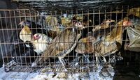 Fiscalía de Michoacán rescató a 60 animales y aseguró vehículos en Lagunillas. | Fiscalía Michoacán vía Facebook.