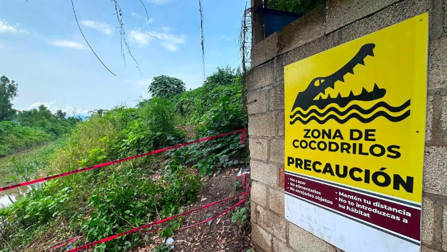 Las interacciones entre cocodrilos y seres humanos son cada vez mayores. | Dirección de Sostenibilidad Ambiental de Puerto Vallarta