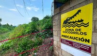 Las interacciones entre cocodrilos y seres humanos son cada vez mayores. | Dirección de Sostenibilidad Ambiental de Puerto Vallarta