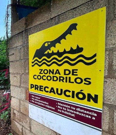 Las interacciones entre cocodrilos y seres humanos son cada vez mayores. | Dirección de Sostenibilidad Ambiental de Puerto Vallarta