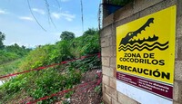 Las interacciones entre cocodrilos y seres humanos son cada vez mayores. | Dirección de Sostenibilidad Ambiental de Puerto Vallarta