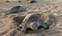 Michoacán rompe récords en la protección de la tortuga marina. | Comisión de Pesca del Estado de Michoacán vía Facebook