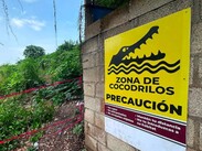 Las interacciones entre cocodrilos y seres humanos son cada vez mayores. | Dirección de Sostenibilidad Ambiental de Puerto Vallarta