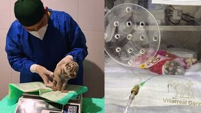 La pequeña tigresa continúa en terapia intensiva.