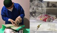 La pequeña tigresa continúa en terapia intensiva.