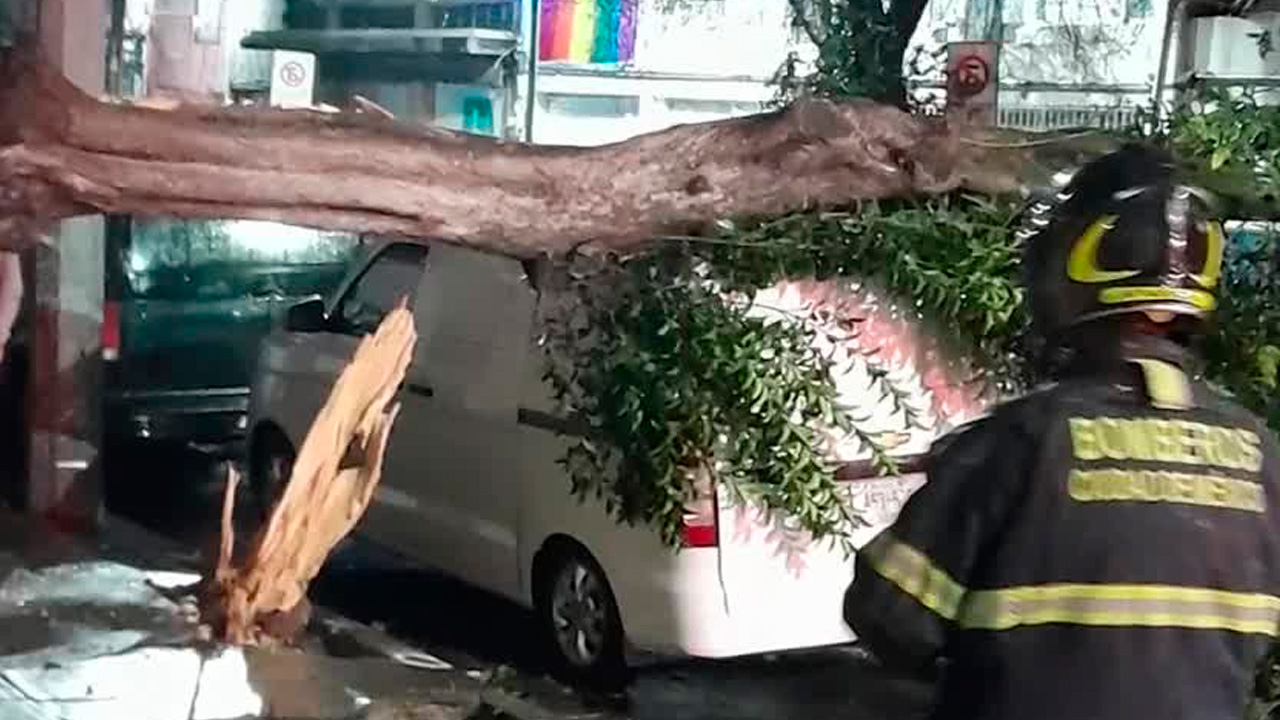 Lluvia provoca caída de árbol de hasta 10 metros en la colonia Doctores