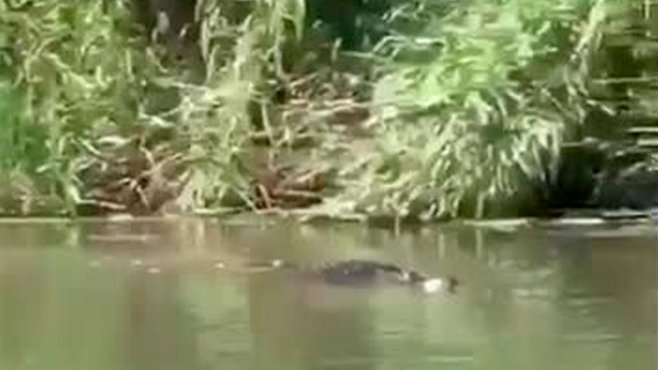 VIDEO | Emiten alerta en el Río Bravo tras captar en video a enorme caimán