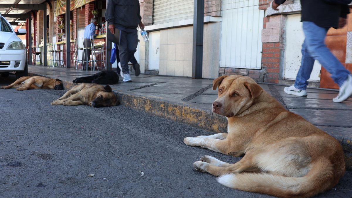 Cuidar de un animal sin hogar va mucho más allá de simplemente dejarle un plato de comida | Giovanna Moreno