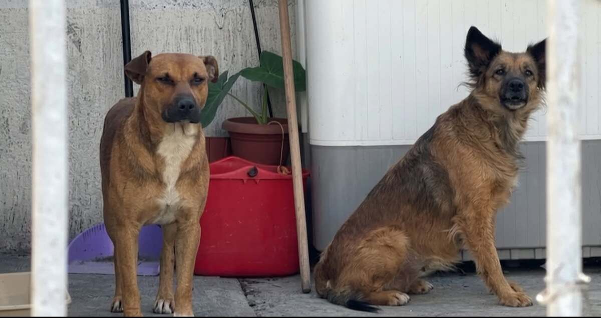 La dueña resguardo a los perros y se negó a dar declaraciones tras el incidente.