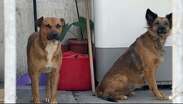 La dueña resguardo a los perros y se negó a dar declaraciones tras el incidente.