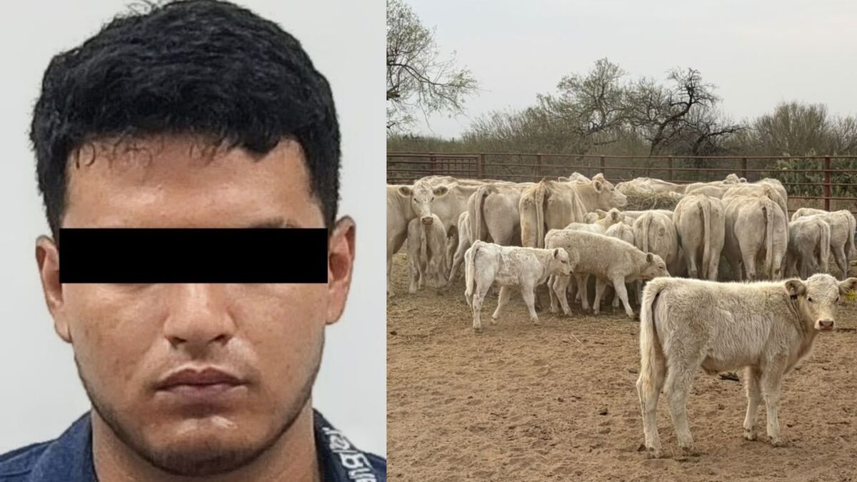 Acusan a joven de robar 46 cabezas de ganado valuadas en más de 2 mdp