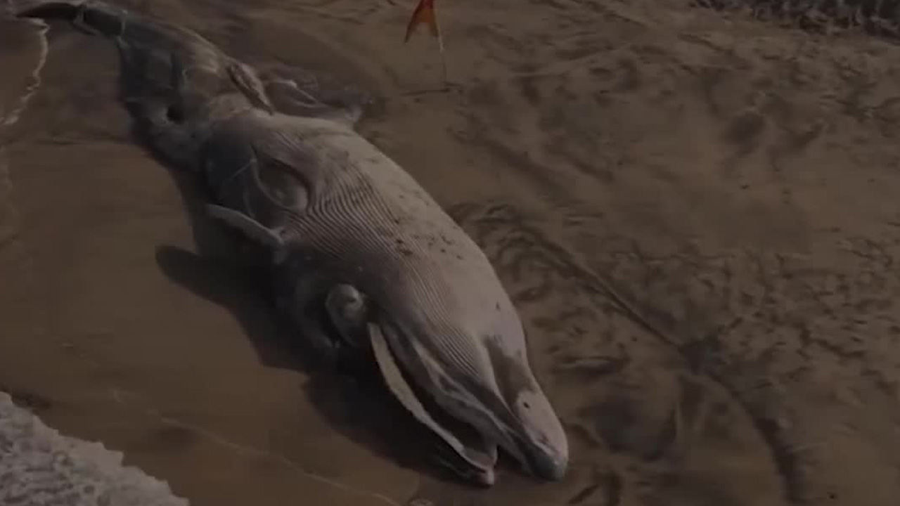 Ballena de 12 metros aparece muerta en las playas de Tijuana
