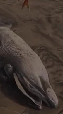 Ballena de 12 metros aparece muerta en las playas de Tijuana
