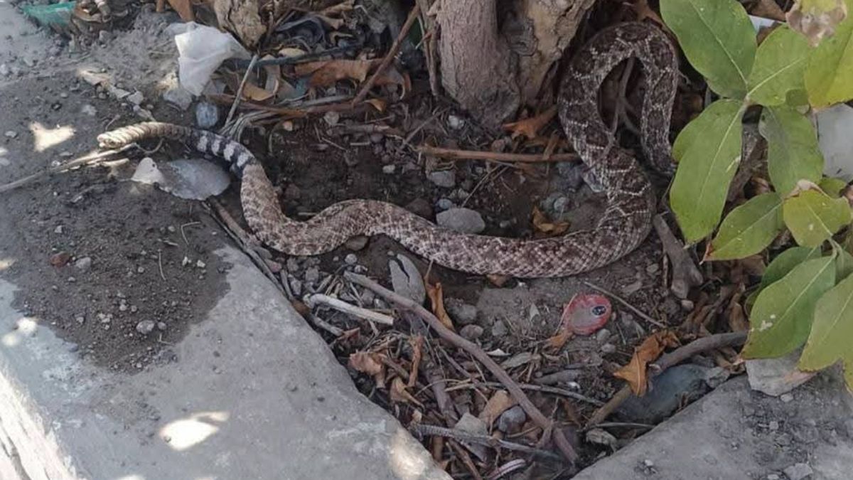 El cuerpo del animal fue trasladado a la base de la corporación para retirarle el foco y darle la disposición final correspondiente.