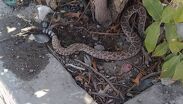 El cuerpo del animal fue trasladado a la base de la corporación para retirarle el foco y darle la disposición final correspondiente.