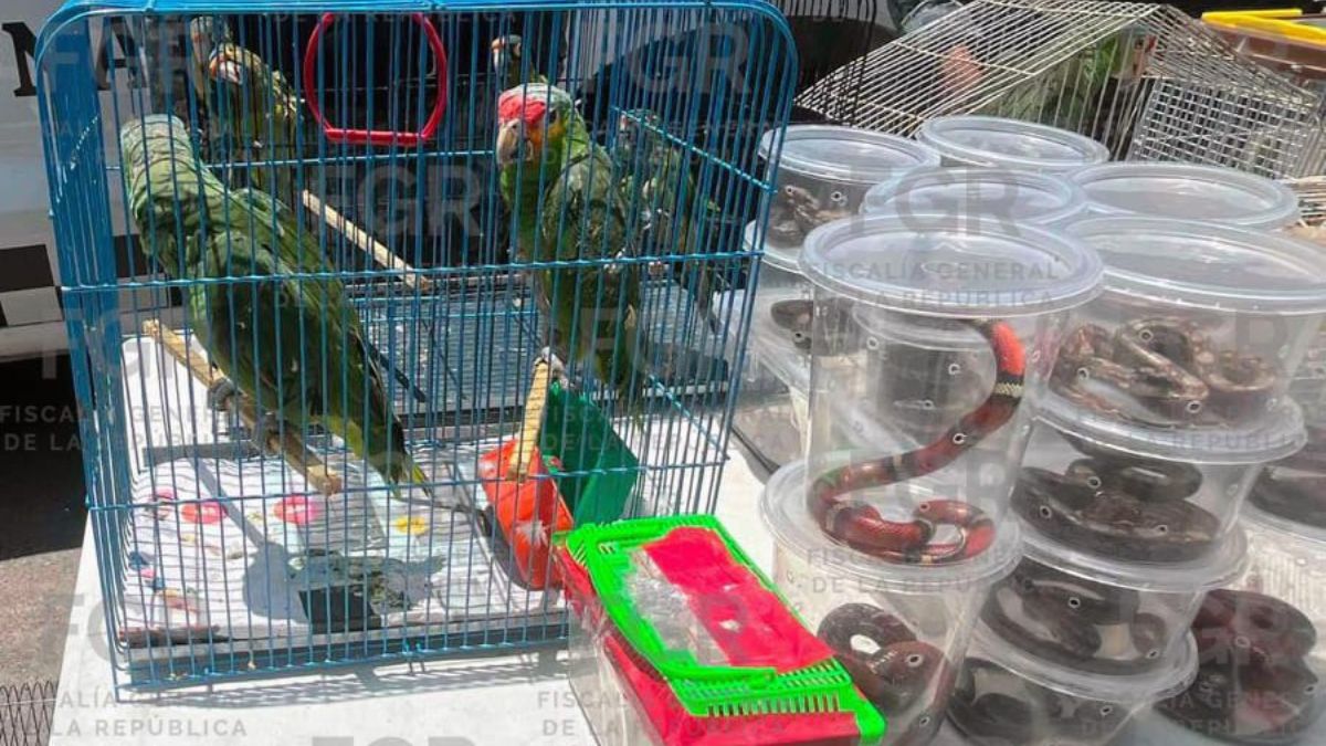 Guardia Nacional asegura 193 animales exóticos en el Tianguis del Baratillo en Guadalajara. | FGR vía Facebook
