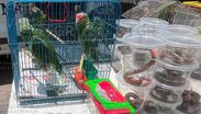Guardia Nacional asegura 193 animales exóticos en el Tianguis del Baratillo en Guadalajara. | FGR vía Facebook
