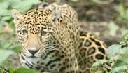 La jaguar Gaby vivió mucho más de lo que suele esperarse para un jaguar en cautiverio |