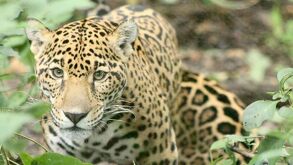 La jaguar Gaby vivió mucho más de lo que suele esperarse para un jaguar en cautiverio |